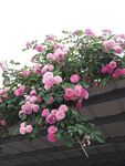蔷薇花