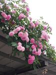 蔷薇花