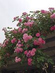 蔷薇花