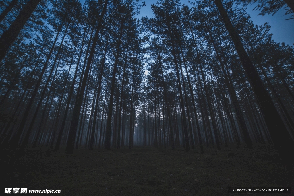 夜晚森林 