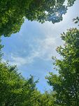 空中树