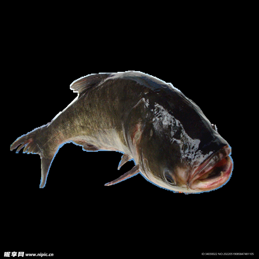 大头鲢鱼