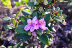山花