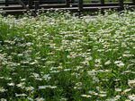 公园小野菊