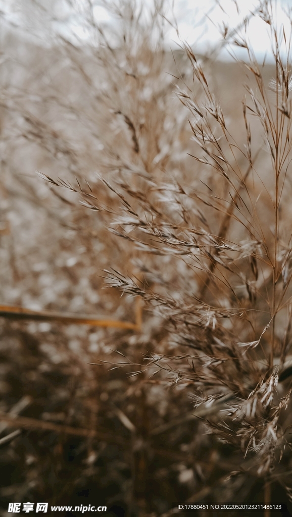 野草