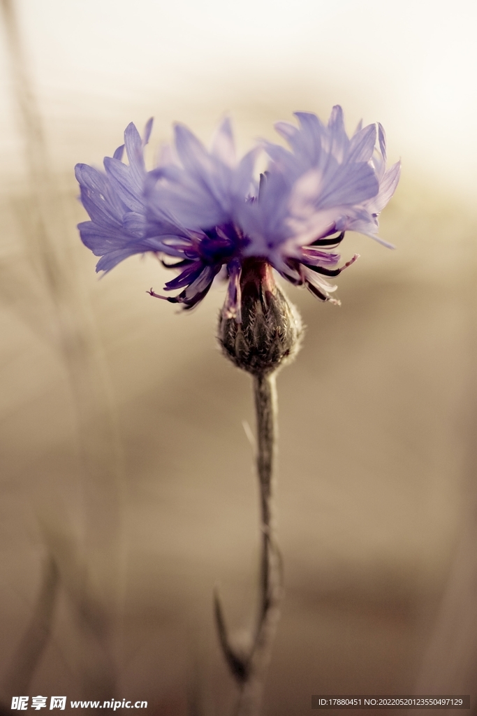 蓝花车失菊