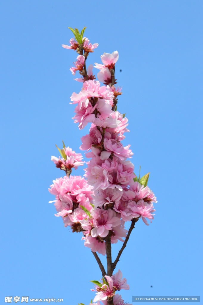 碧桃花儿
