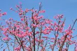 菊花桃