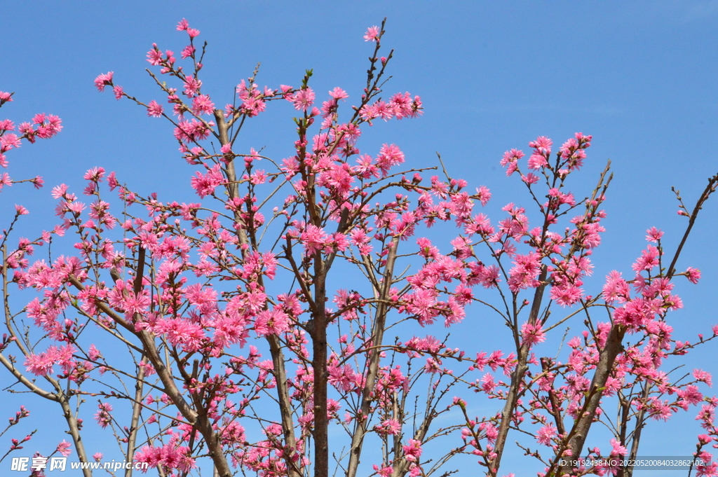 菊花桃