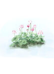 荷花水彩插画