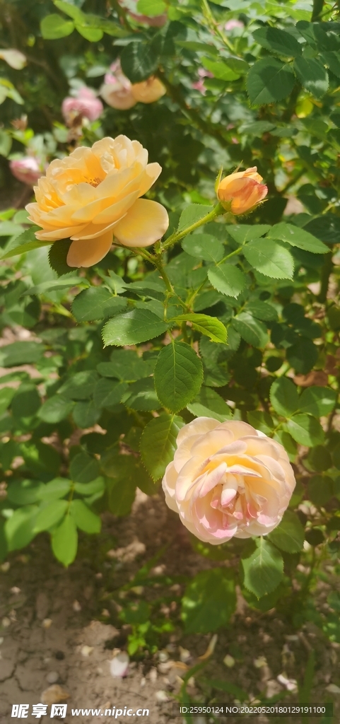 黄玫瑰