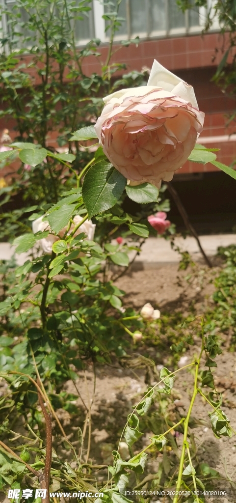  白玫瑰