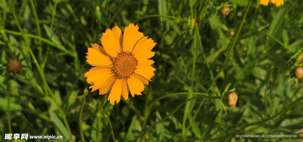 金鸡菊