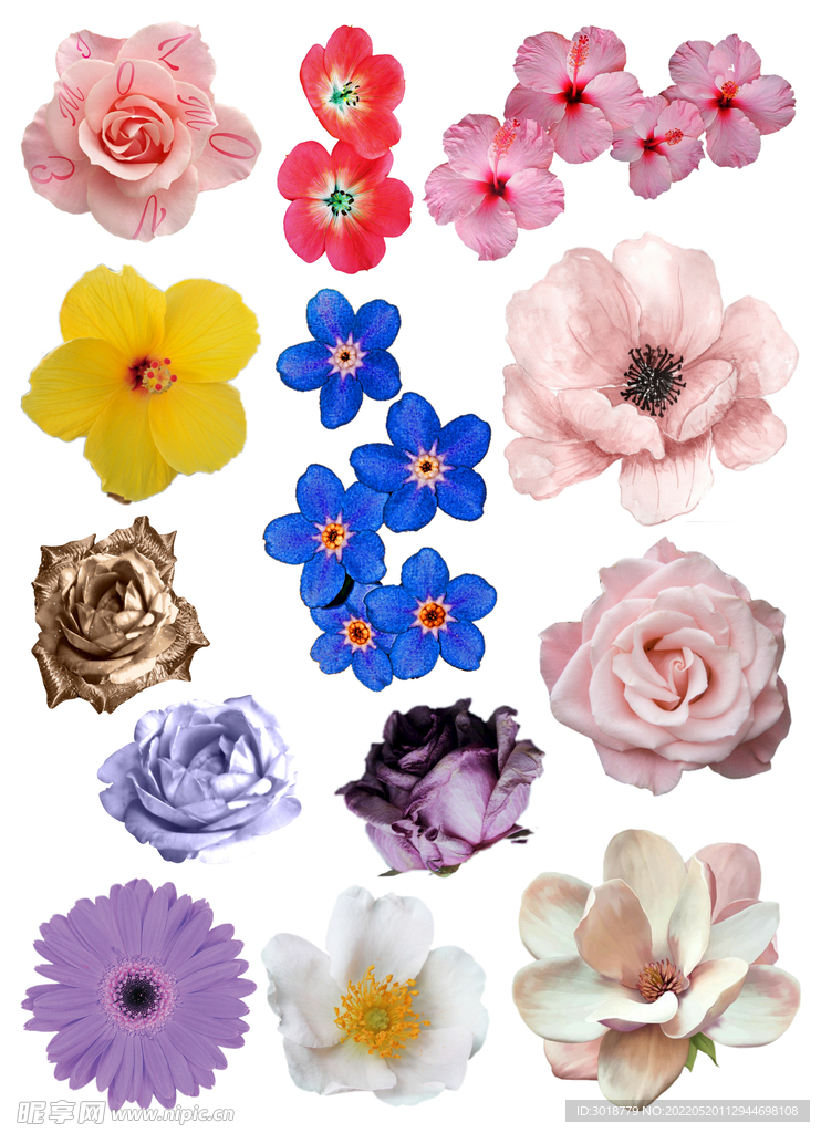 花花草草