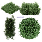 绿色植物
