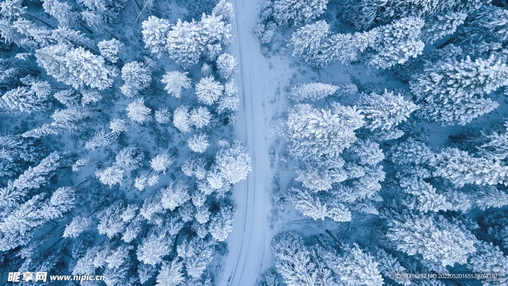 雪的森林