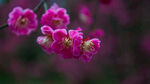 梅花
