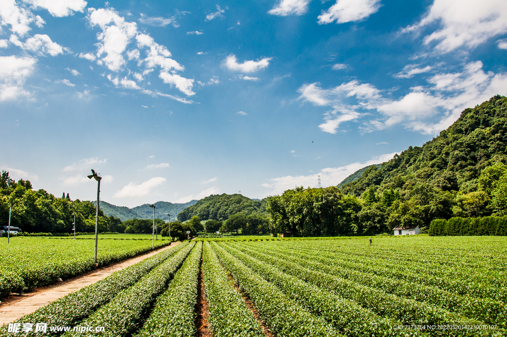 龙井茶园