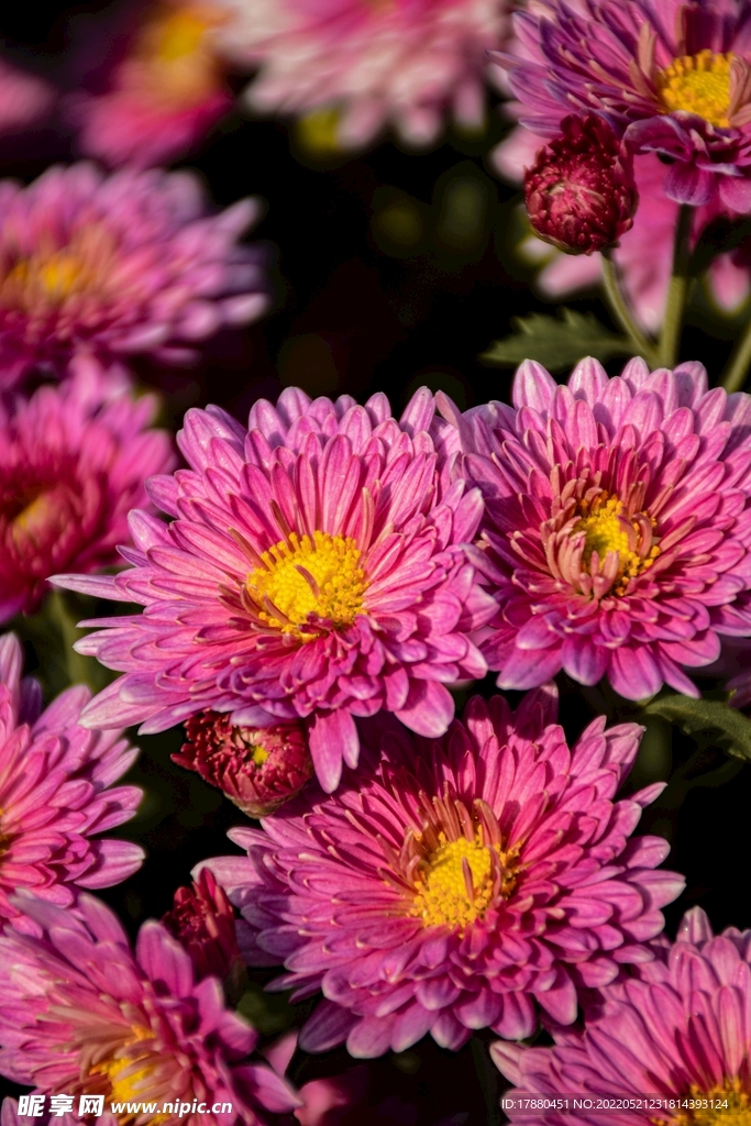 菊花