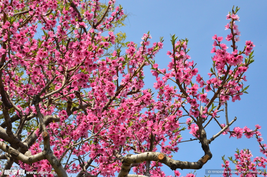 桃花