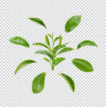 春茶绿茶
