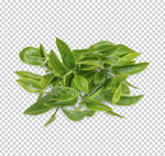 春茶绿茶