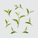 春茶绿茶