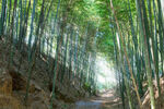 竹林小道