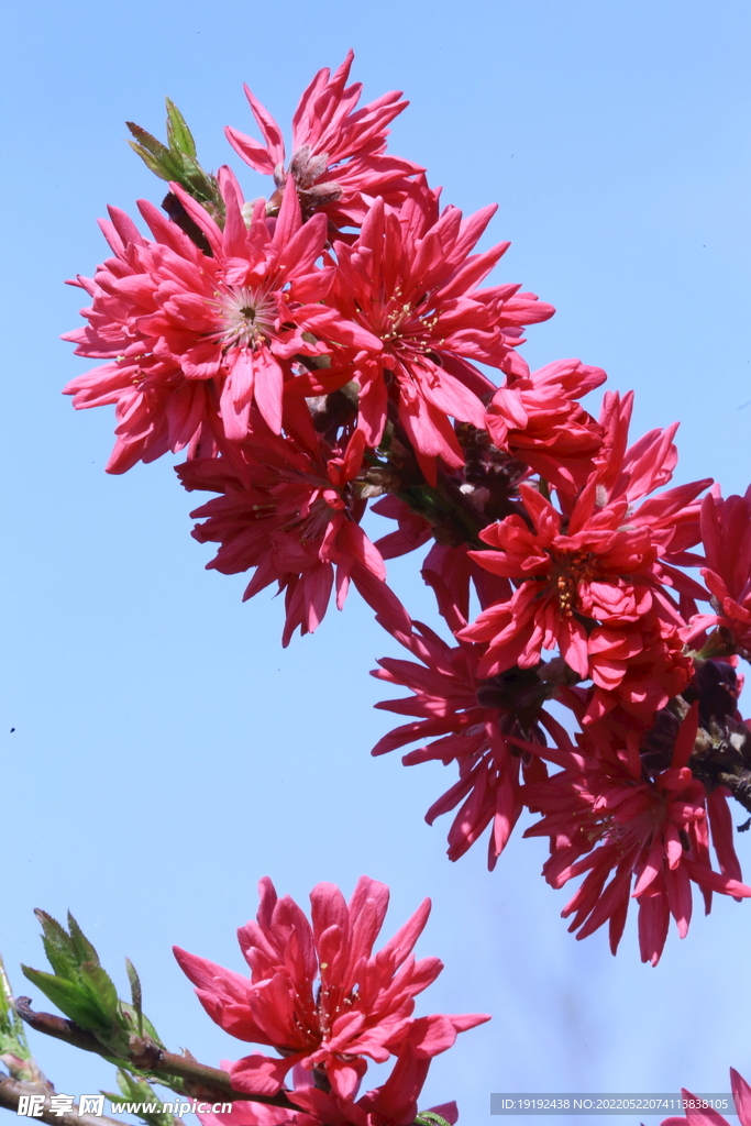 菊花桃