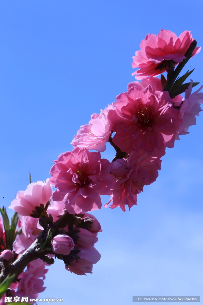 碧桃花儿