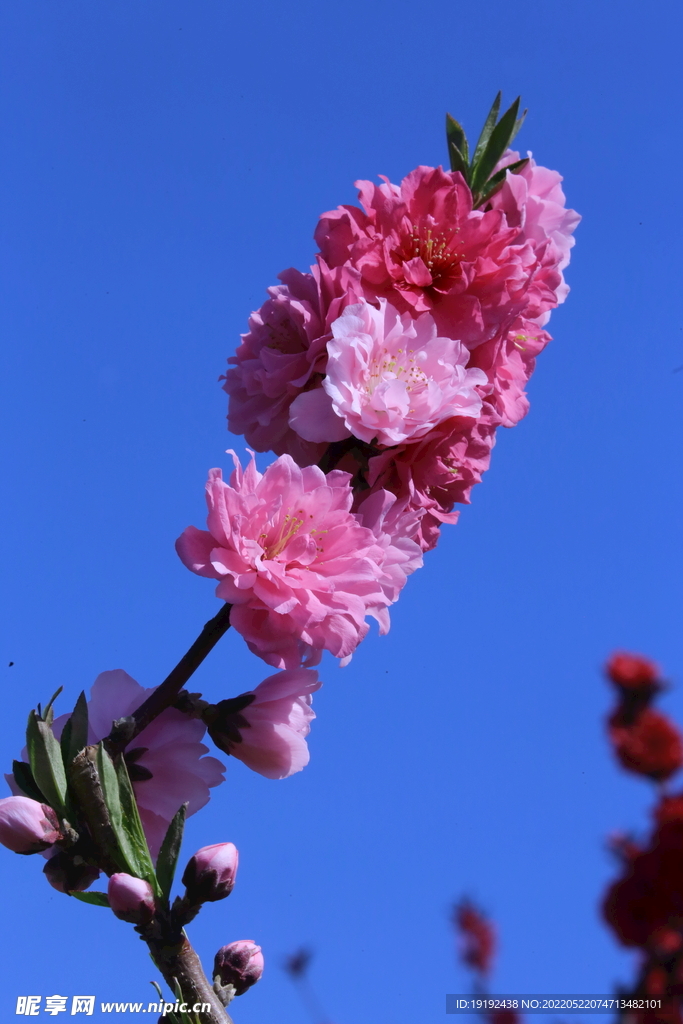 碧桃花儿