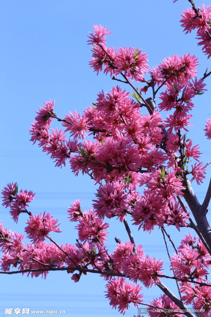 菊花桃 