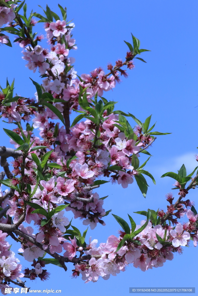 桃花 