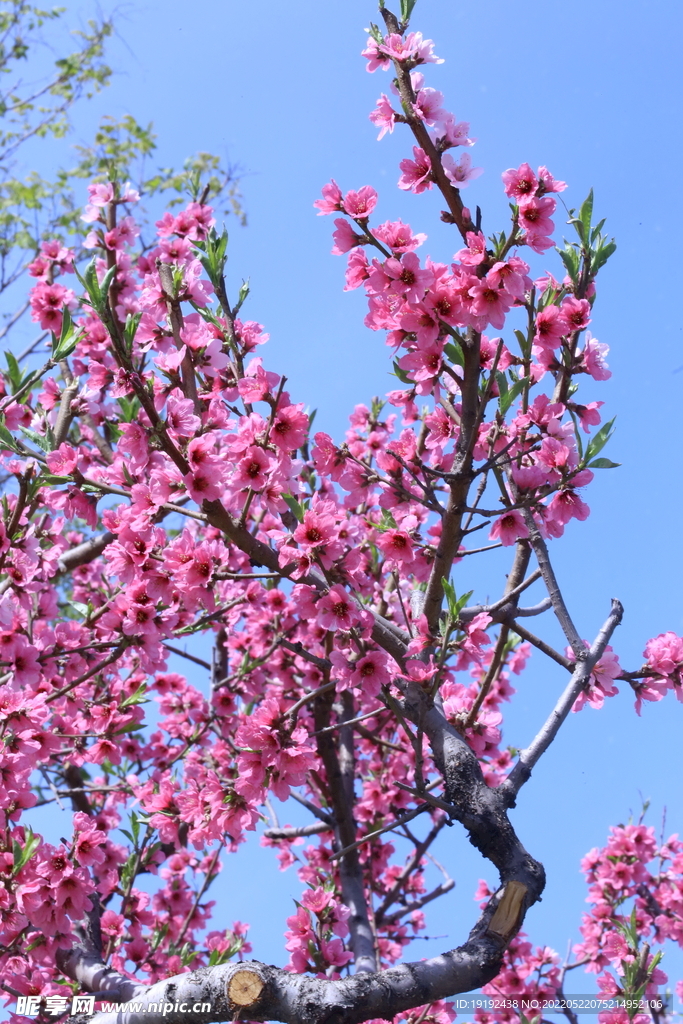 桃花