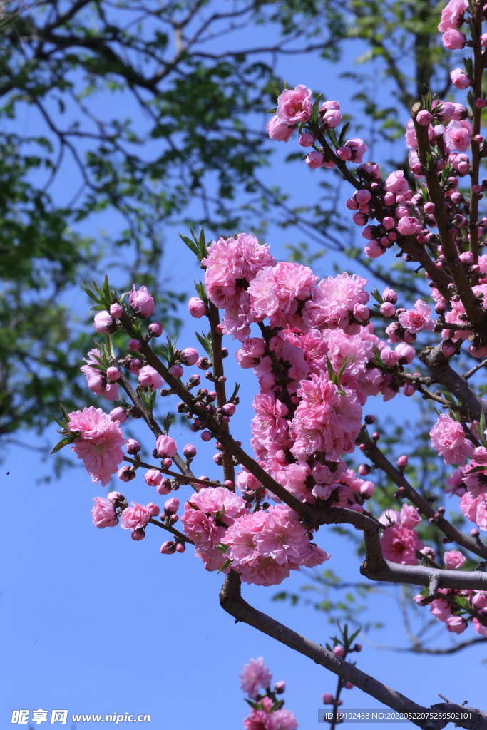 碧桃花儿