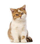 猫咪