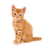 坐着的可爱小橘猫