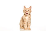 可爱小橘猫
