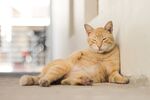 瘫坐的橘猫