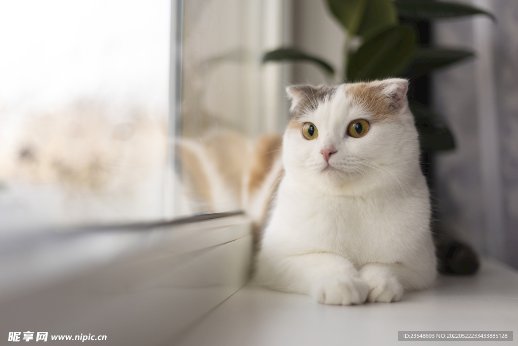 可爱猫咪
