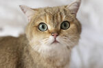 可爱猫咪