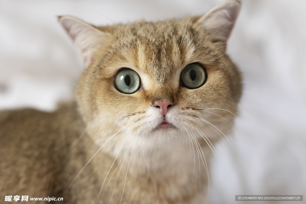 可爱猫咪