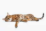 可爱狸花猫