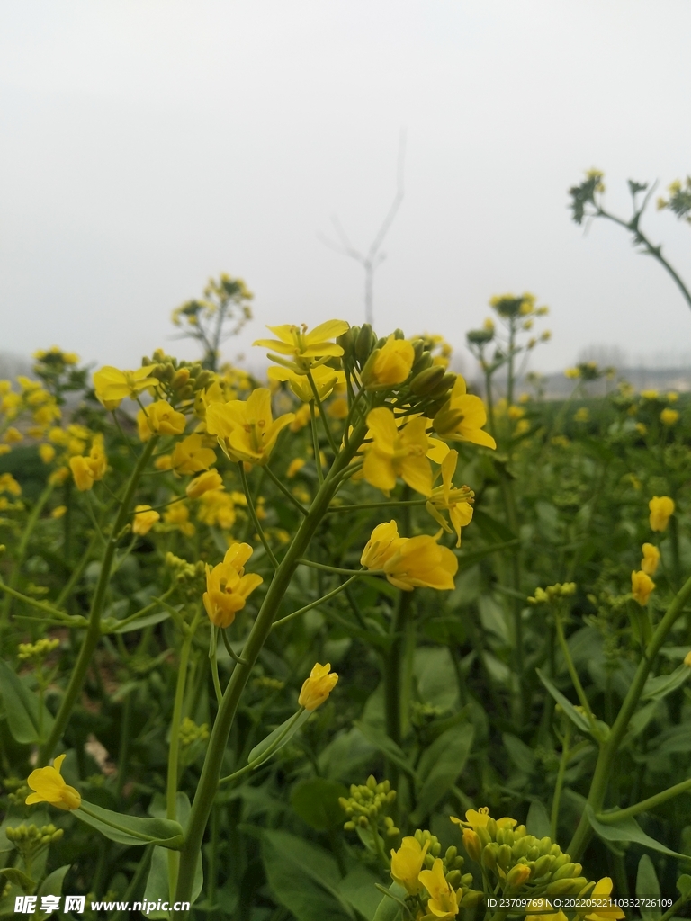 油菜花黄花菜 自然美景 田园风