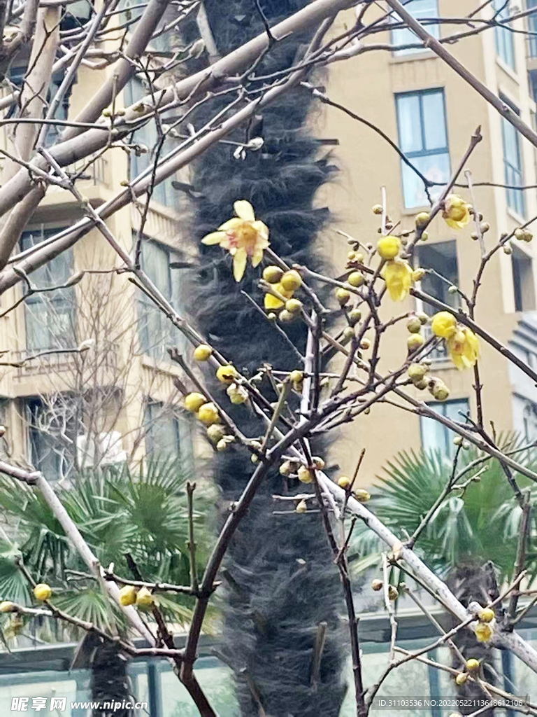 梅花