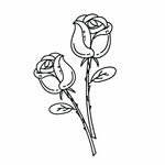 玫瑰花