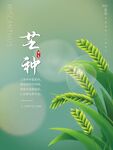 芒种