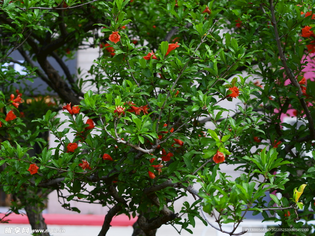 石榴树