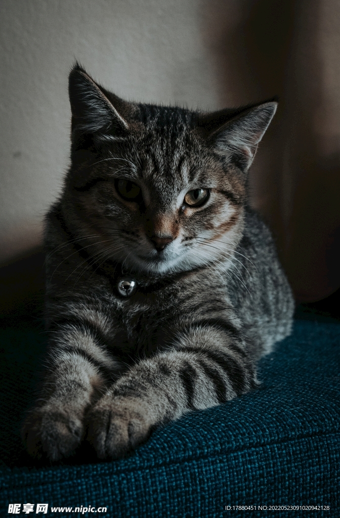 猫