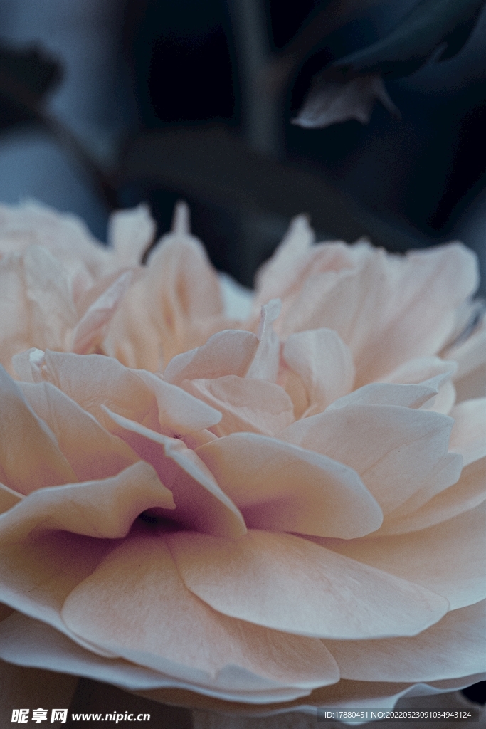 花卉